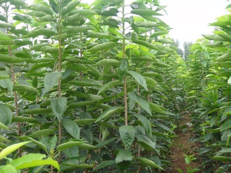 车厘子大樱桃苗樱桃树苗南北方种植嫁接培育包成活
