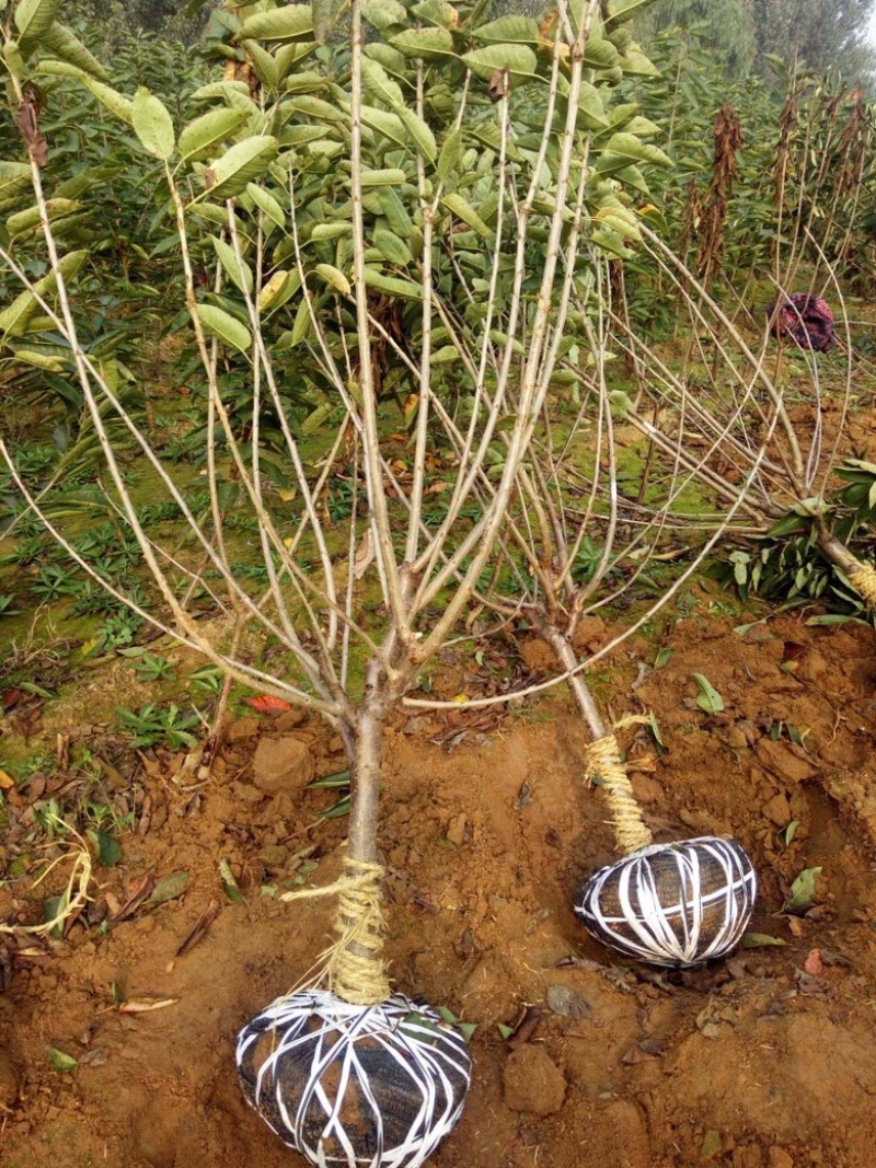 车厘子大樱桃苗樱桃树苗南北方种植嫁接培育包成活