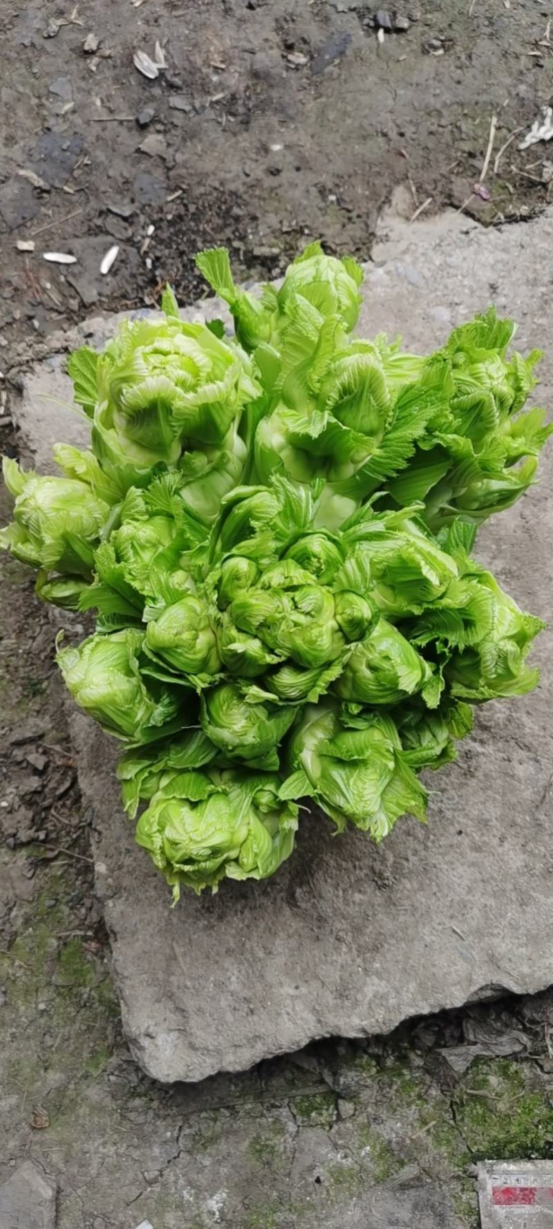 儿菜