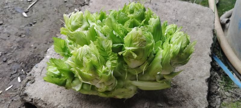 儿菜