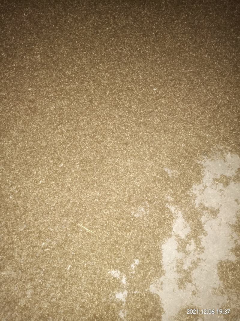 河南河南南阳产地北鹤虱