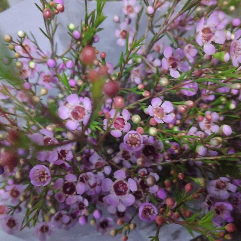 平头腊梅鲜切花，中花型，大花型