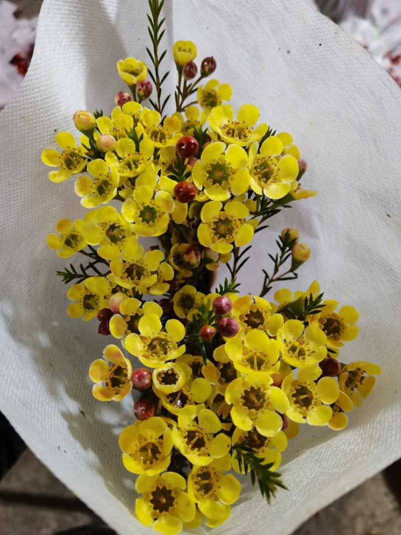平头腊梅鲜切花，中花型，大花型