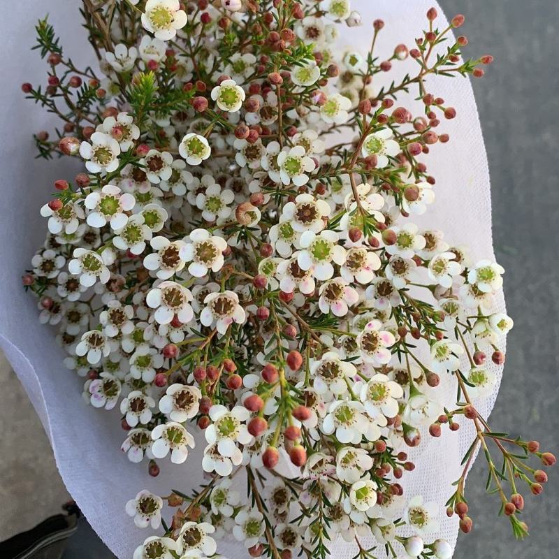 平头腊梅鲜切花，中花型，大花型