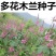 多年生多花木兰灌木种子绿化固土草种四季播种护坡绿话草籽草