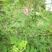 多年生多花木兰灌木种子绿化固土草种四季播种护坡绿话草籽草