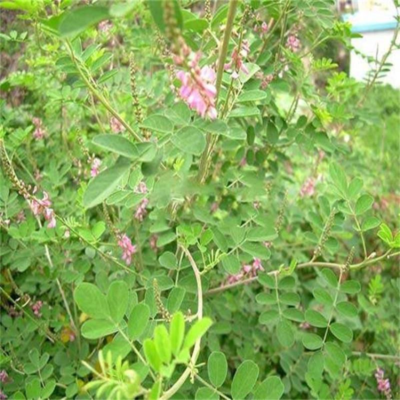多年生多花木兰灌木种子绿化固土草种四季播种护坡绿话草籽草