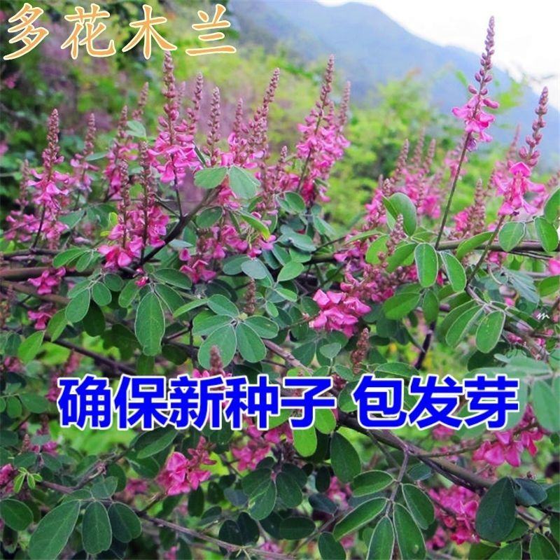 多年生多花木兰灌木种子绿化固土草种四季播种护坡绿话草籽草