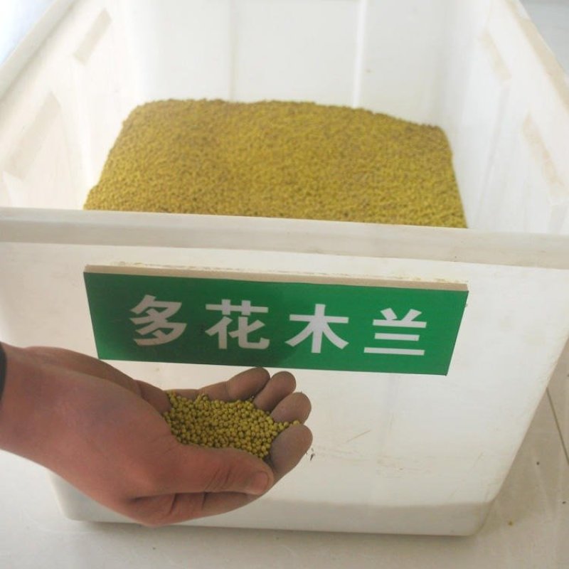 多年生多花木兰灌木种子绿化固土草种四季播种护坡绿话草籽草