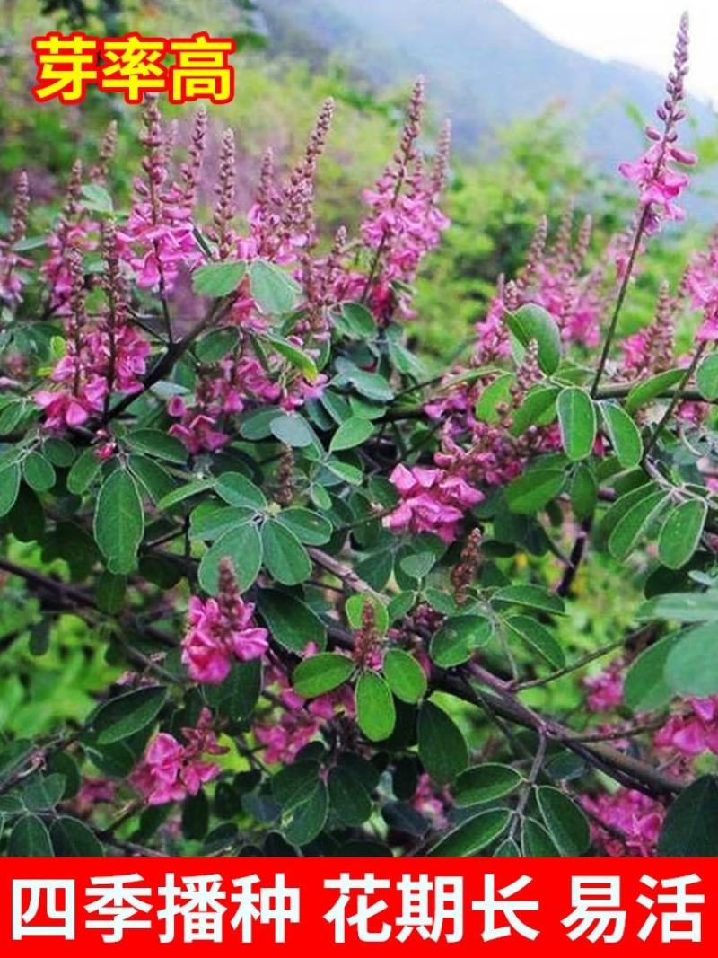 多年生多花木兰灌木种子绿化固土草种四季播种护坡绿话草籽草