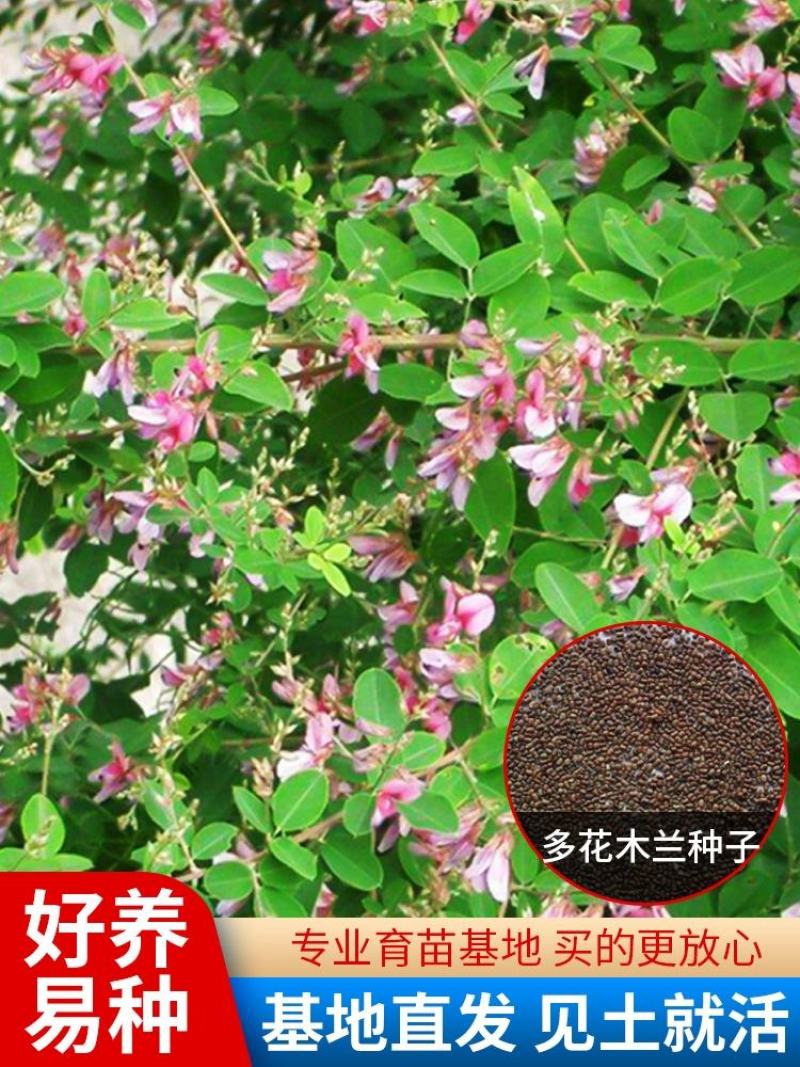 多年生多花木兰灌木种子绿化固土草种四季播种护坡绿话草籽草