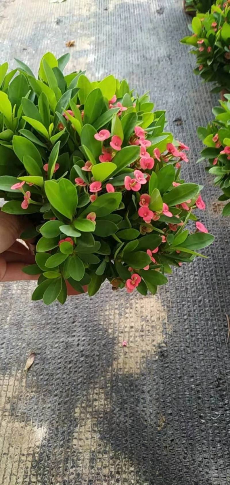 刺梅，虎刺梅基地直销，货源充足质量保证，