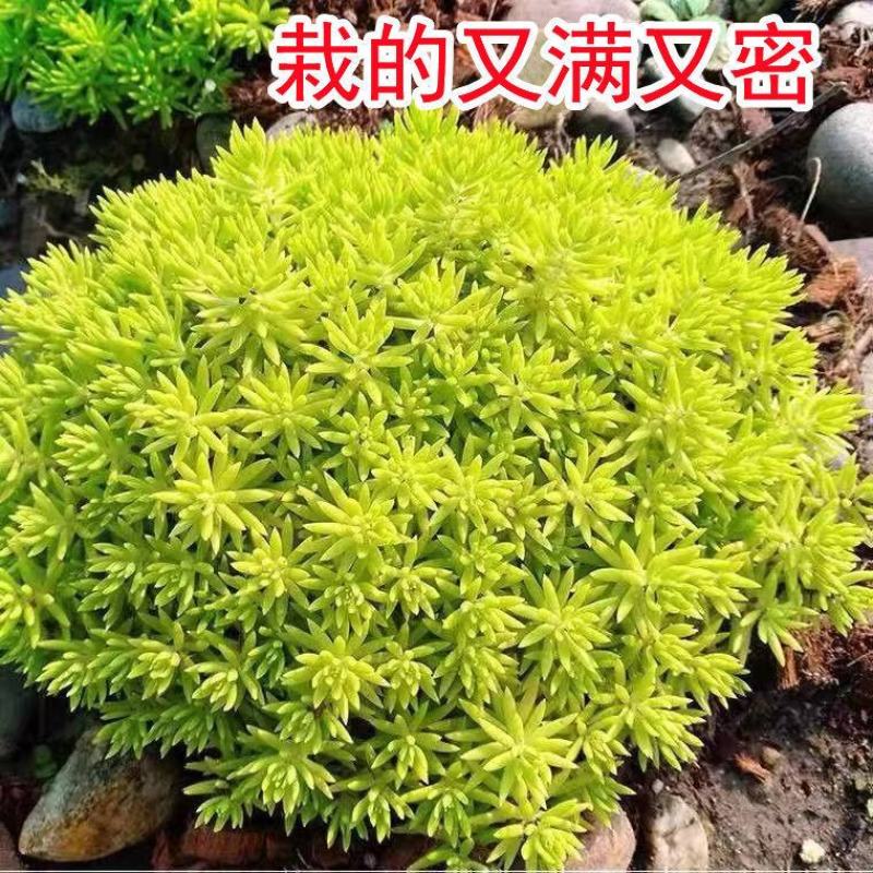 佛甲草