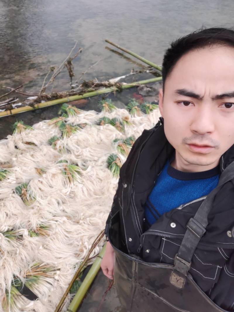 正月初五请不到人工出货3100斤。祝老板发财！