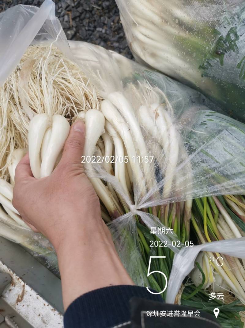 正月初五请不到人工出货3100斤。祝老板发财！