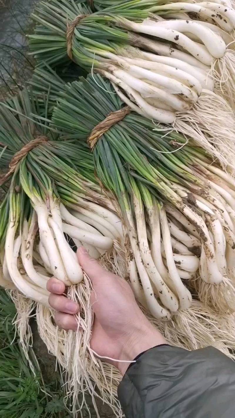 正月初五请不到人工出货3100斤。祝老板发财！