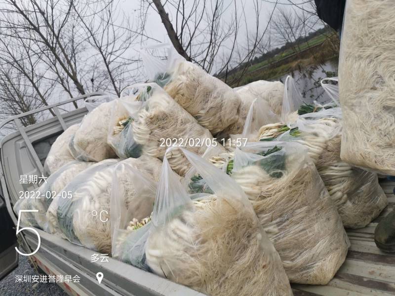正月初五请不到人工出货3100斤。祝老板发财！