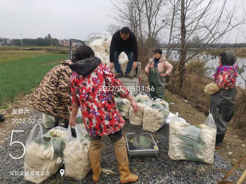正月初五请不到人工出货3100斤。祝老板发财！