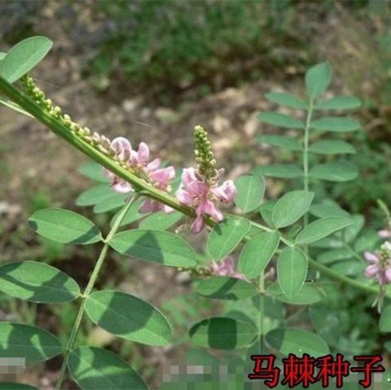 马棘种子林木种籽国产散装四季多年生景观绿化工程观叶种孑