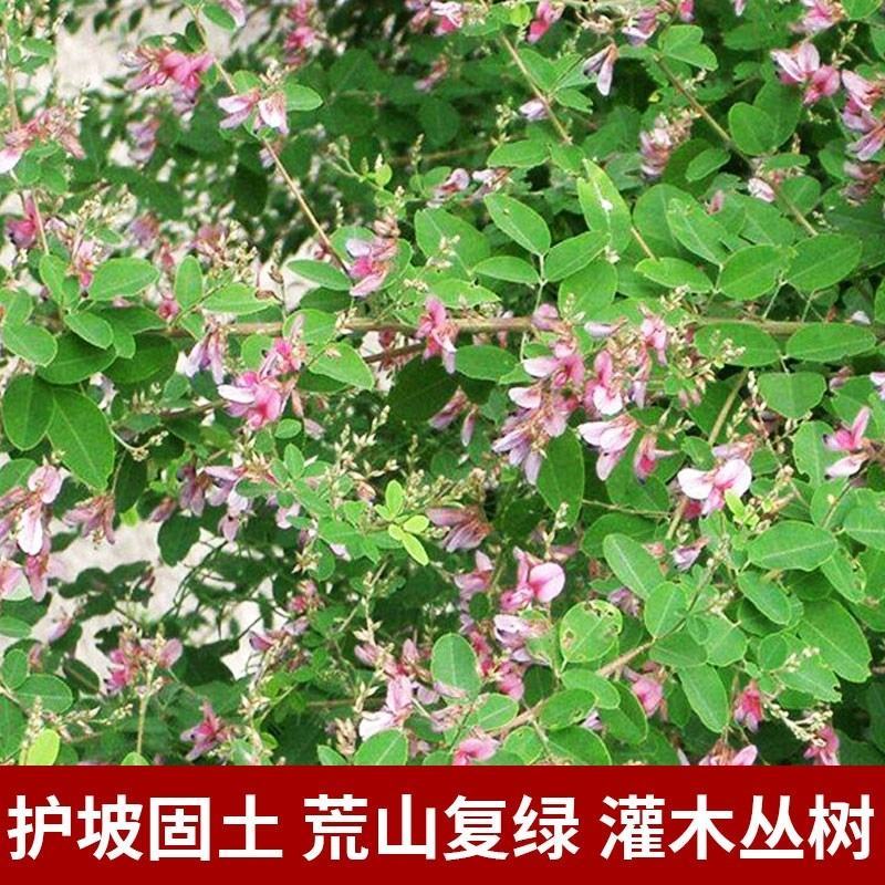 马棘种子林木种籽国产散装四季多年生景观绿化工程观叶种孑