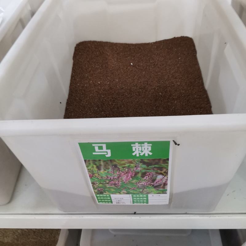 马棘种子林木种籽国产散装四季多年生景观绿化工程观叶种孑