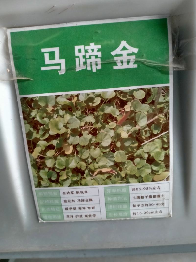 马蹄金种子草籽草坪种子小金钱草铜钱草种子四季常青耐高温绿