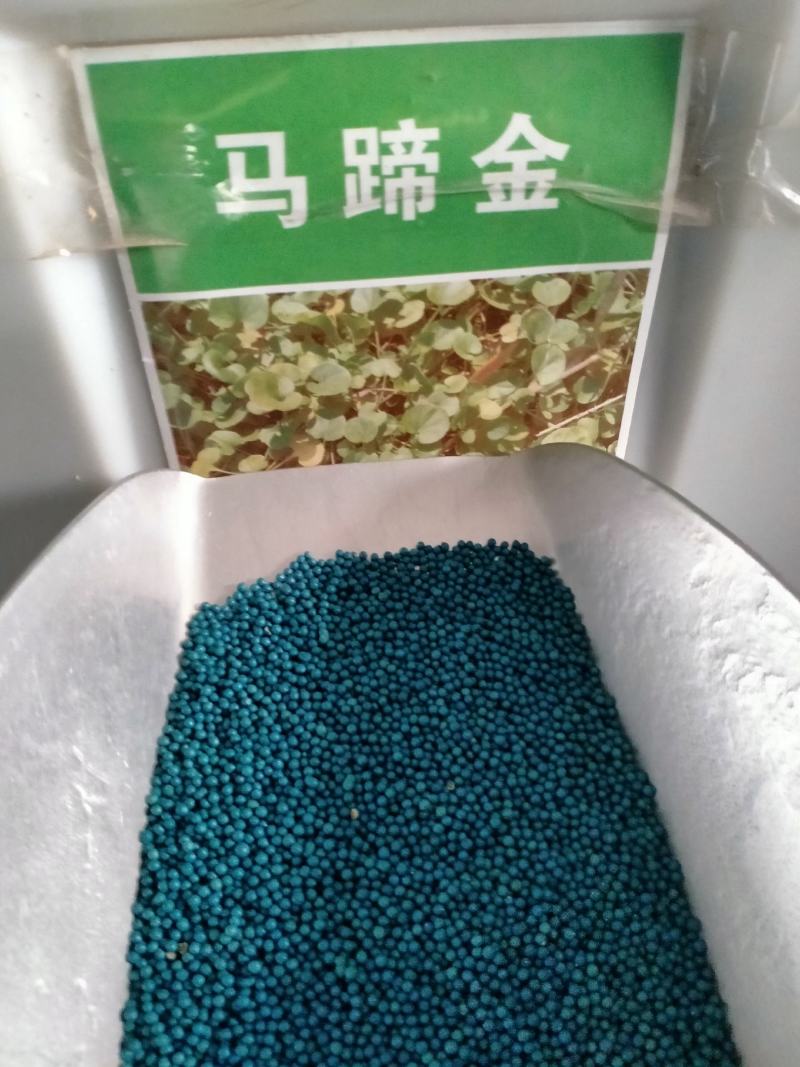 马蹄金种子草籽草坪种子小金钱草铜钱草种子四季常青耐高温绿