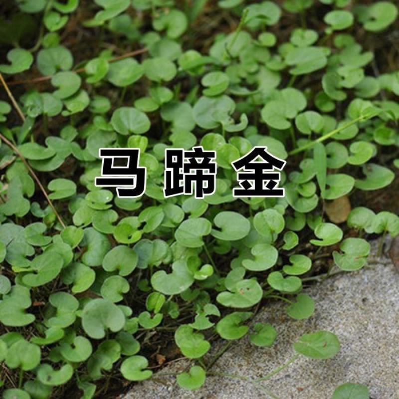 马蹄金种子草籽草坪种子小金钱草铜钱草种子四季常青耐高温绿