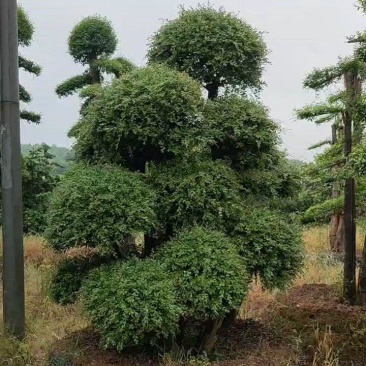造型赤楠高档景观树