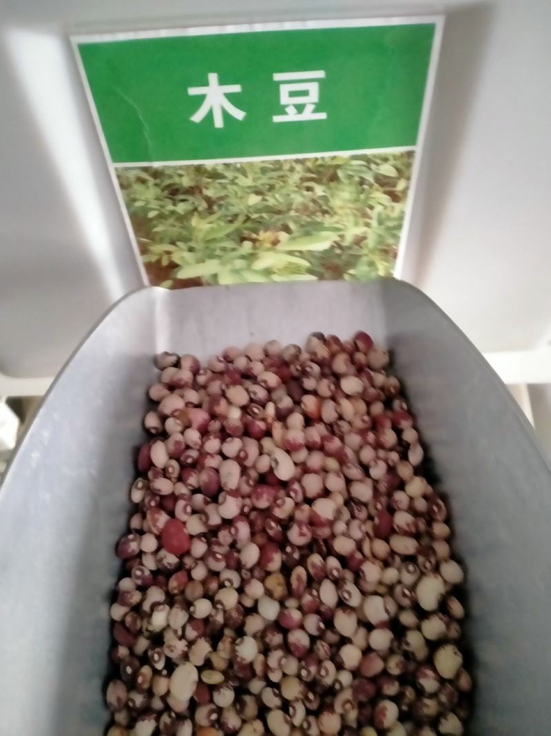 木豆种子新采护坡灌木绿肥新种子山林绿化耐寒耐旱耐贫瘠