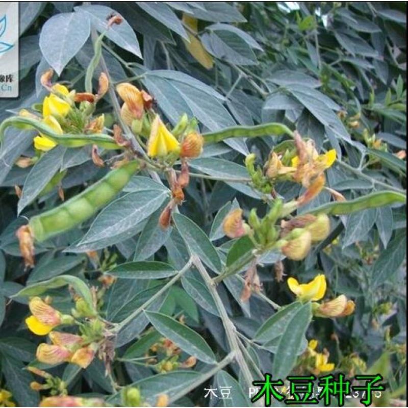 木豆种子新采护坡灌木绿肥新种子山林绿化耐寒耐旱耐贫瘠