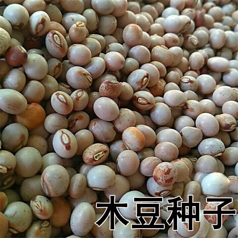 木豆种子新采护坡灌木绿肥新种子山林绿化耐寒耐旱耐贫瘠