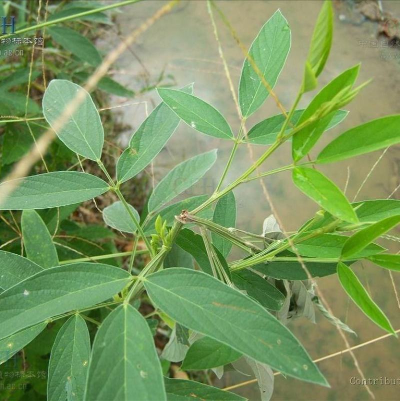 木豆种子新采护坡灌木绿肥新种子山林绿化耐寒耐旱耐贫瘠