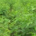 木豆种子新采护坡灌木绿肥新种子山林绿化耐寒耐旱耐贫瘠