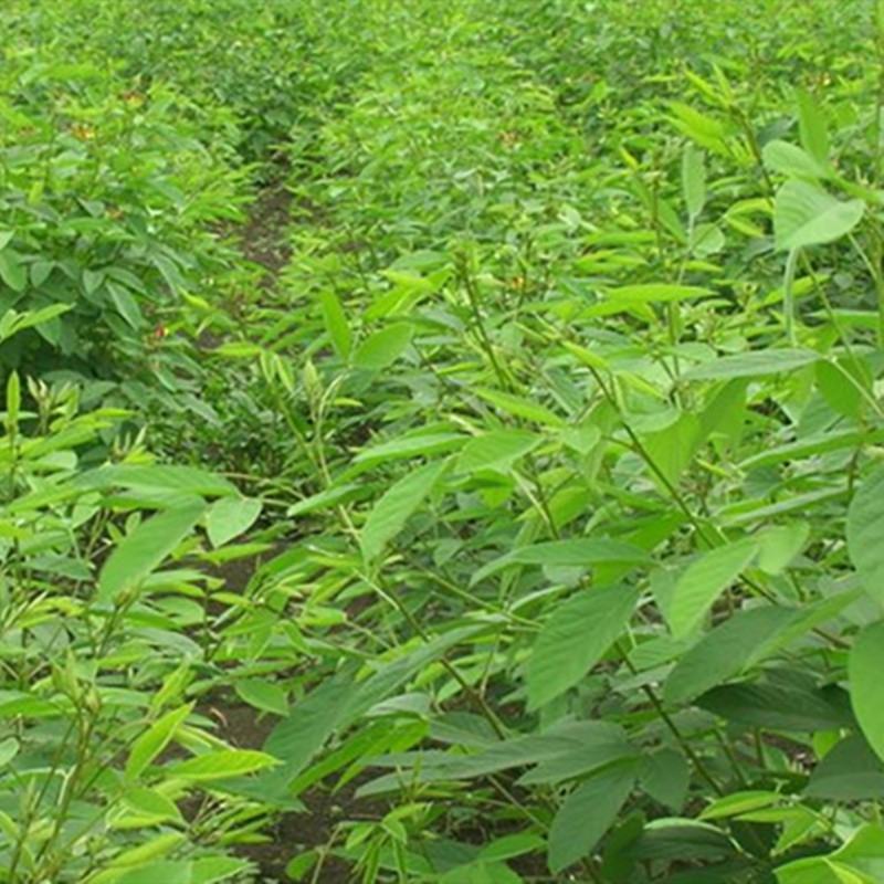 木豆种子新采护坡灌木绿肥新种子山林绿化耐寒耐旱耐贫瘠