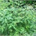 木豆种子新采护坡灌木绿肥新种子山林绿化耐寒耐旱耐贫瘠