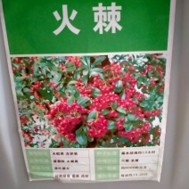 新采火棘种子火棘种籽林木树种沙棘围墙铁篱笆种子红刺木耐旱