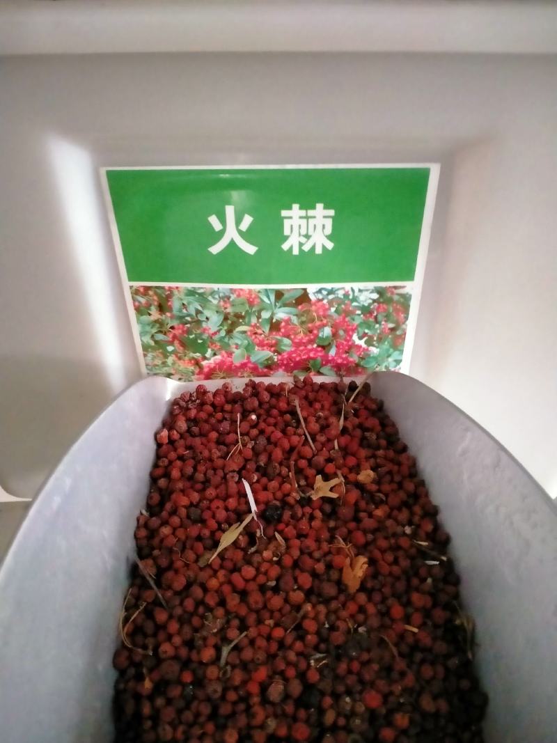新采火棘种子火棘种籽林木树种沙棘围墙铁篱笆种子红刺木耐旱