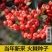 新采火棘种子火棘种籽林木树种沙棘围墙铁篱笆种子红刺木耐旱