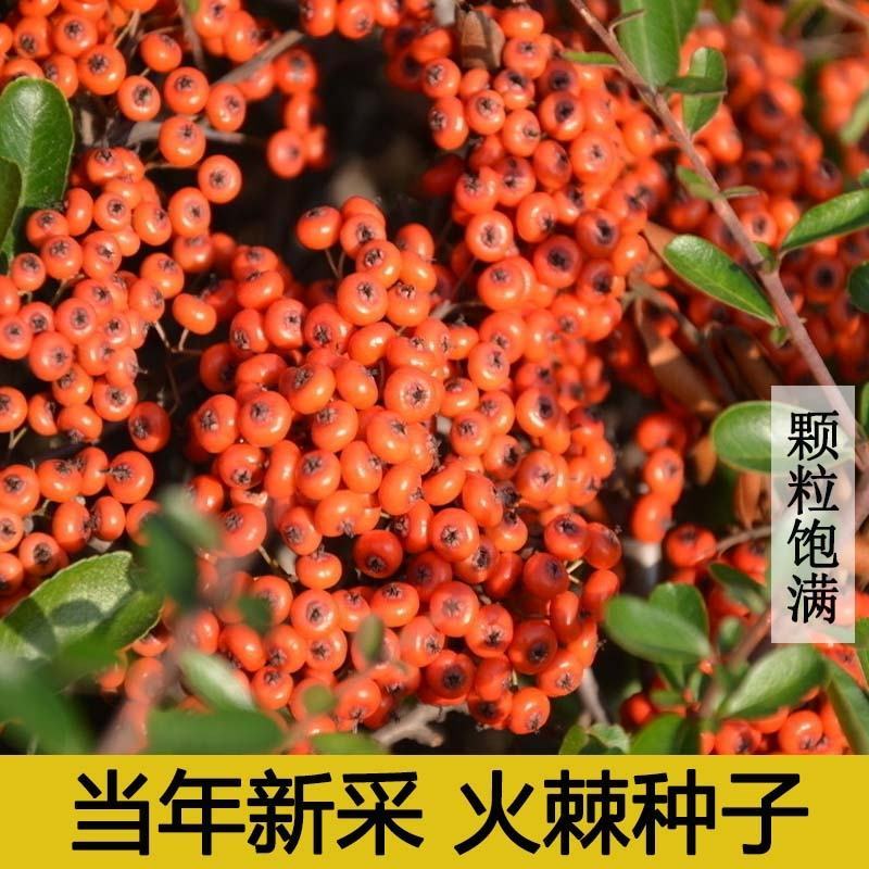 新采火棘种子火棘种籽林木树种沙棘围墙铁篱笆种子红刺木耐旱