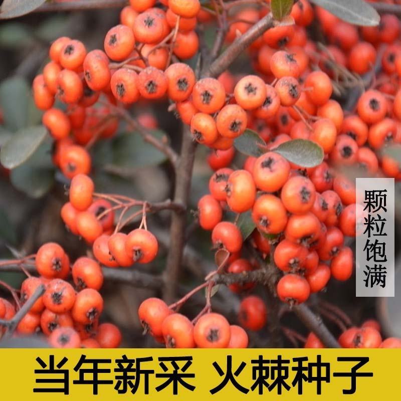 新采火棘种子火棘种籽林木树种沙棘围墙铁篱笆种子红刺木耐旱