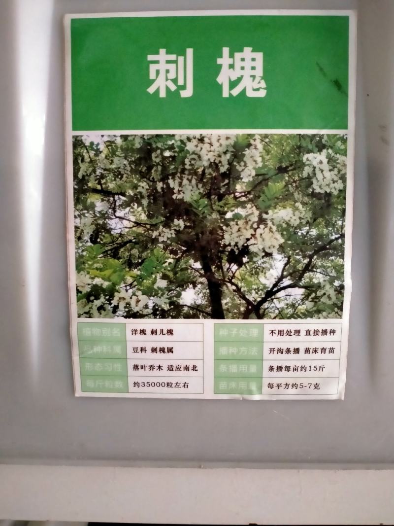 黄花槐种子园林绿化固土护坡多年生耐寒植物花期长行道树林木