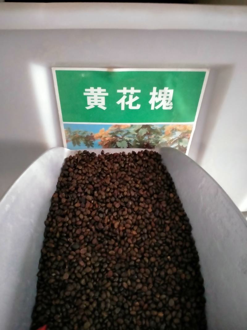 黄花槐种子园林绿化固土护坡多年生耐寒植物花期长行道树林木