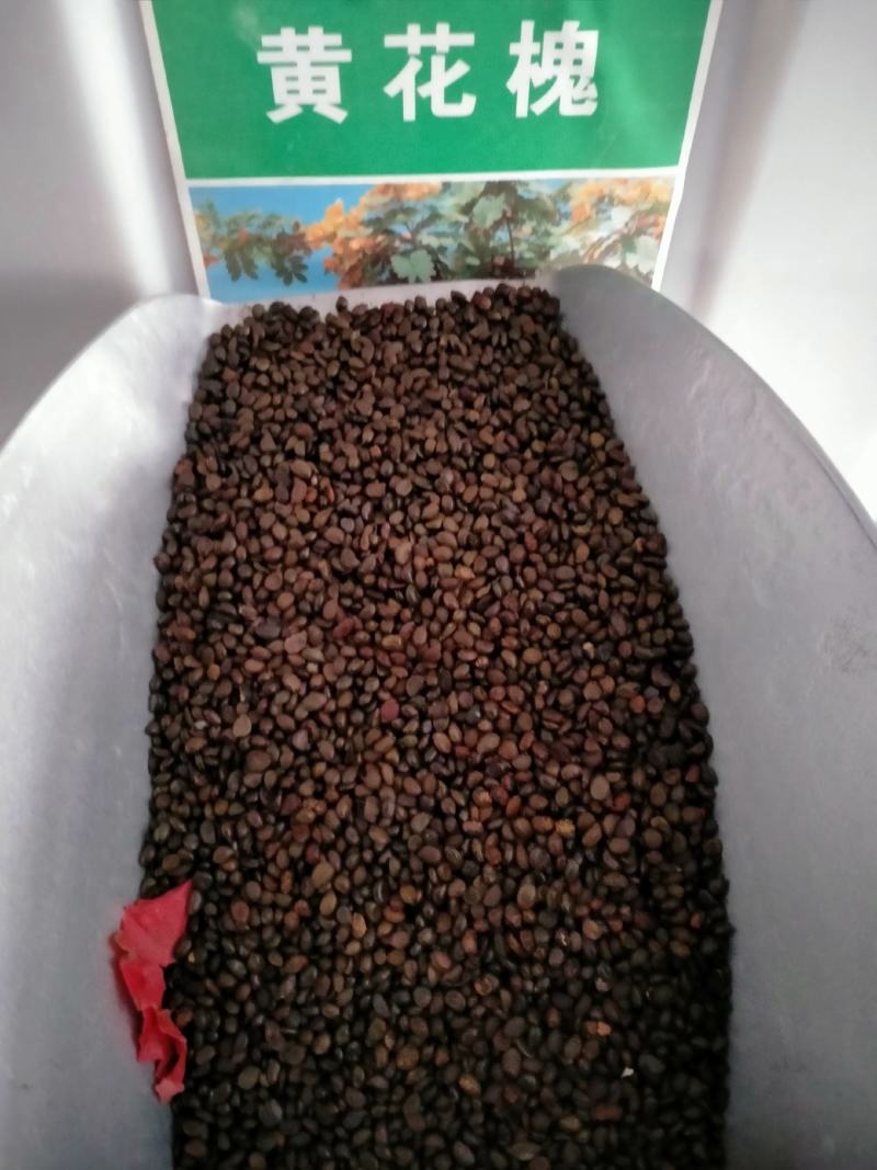 黄花槐种子园林绿化固土护坡多年生耐寒植物花期长行道树林木