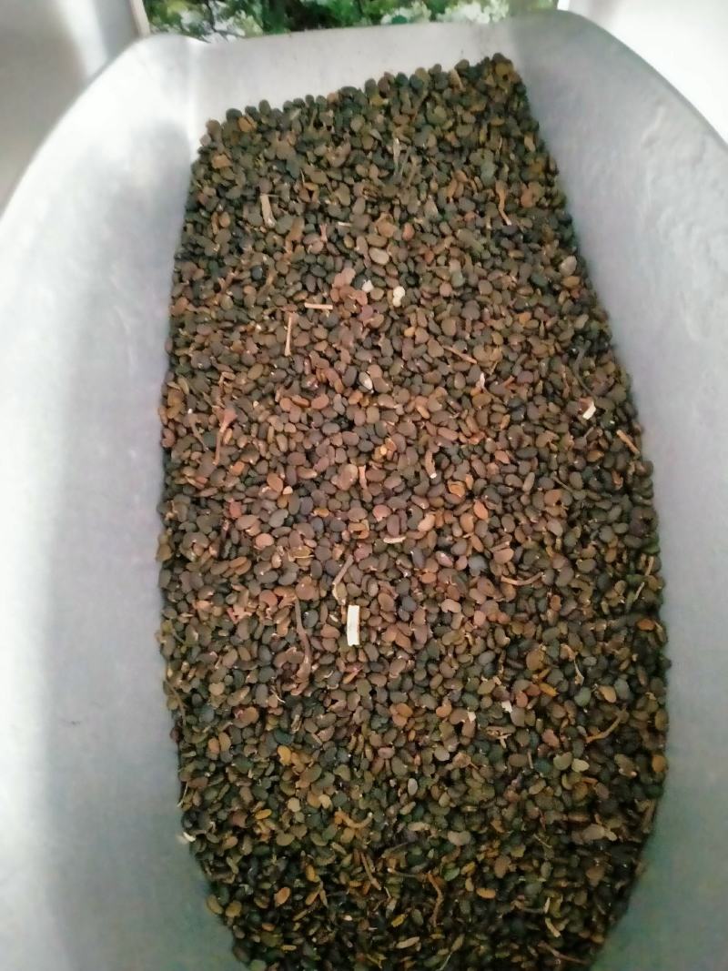 黄花槐种子园林绿化固土护坡多年生耐寒植物花期长行道树林木