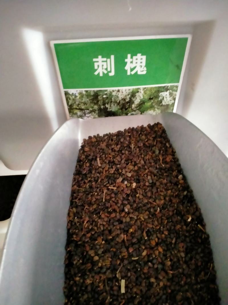 黄花槐种子园林绿化固土护坡多年生耐寒植物花期长行道树林木