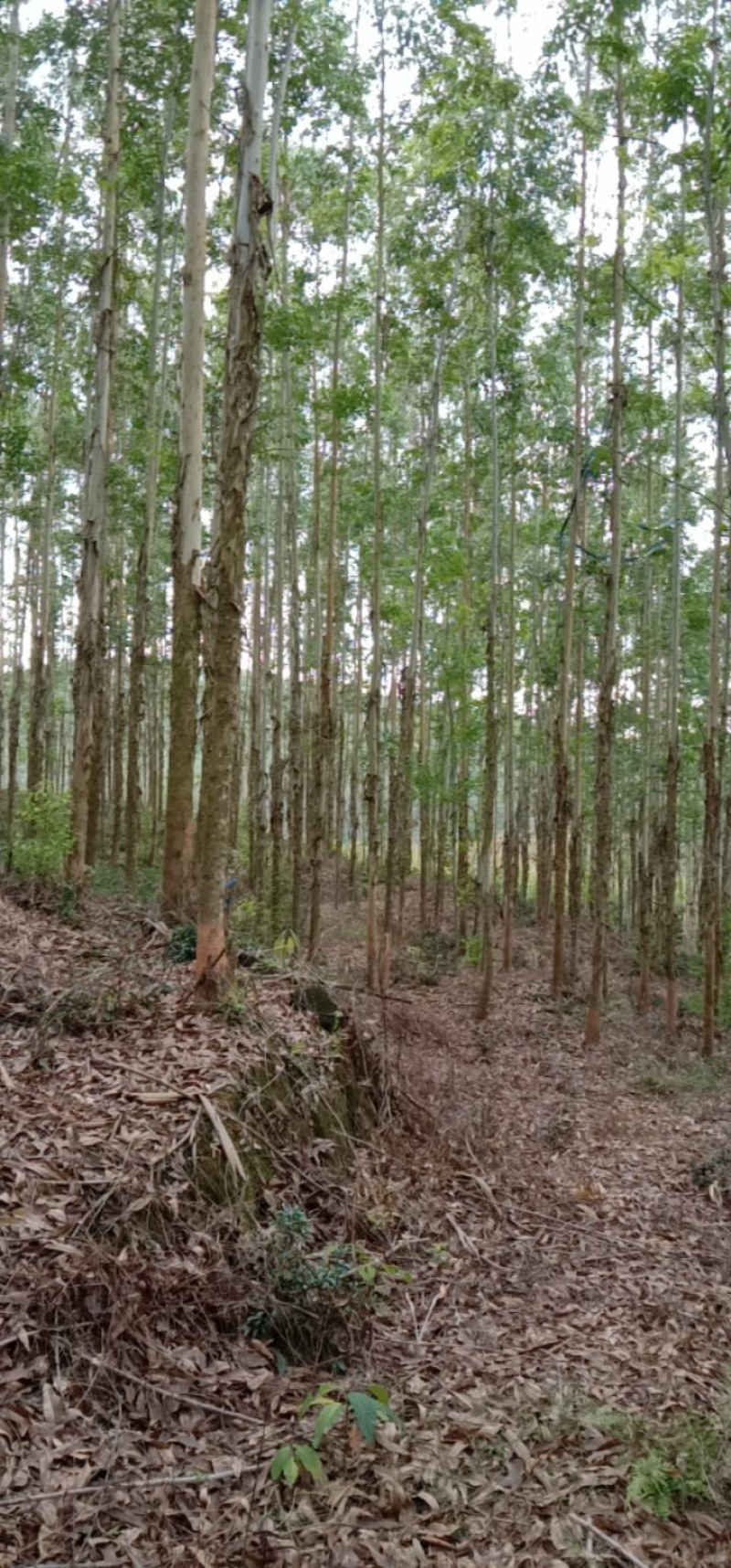 桉树