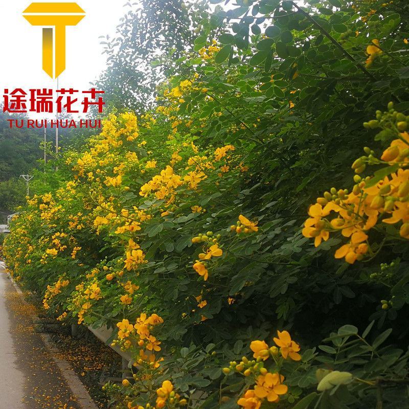 黄花槐种子园林绿化固土护坡多年生耐寒植物花期长行道树林木