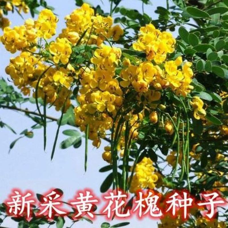 黄花槐种子园林绿化固土护坡多年生耐寒植物花期长行道树林木