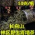 肾精茶化石草